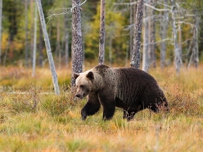 Не ходите в лес. Количество бурых медведей в Ульяновской области сократилось втрое