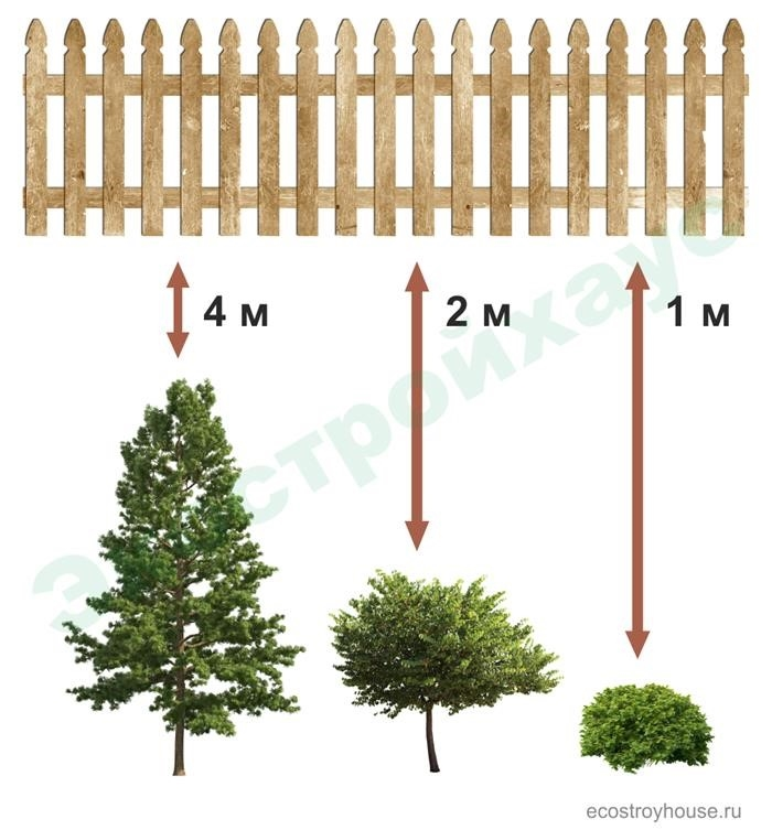 Расстояние от деревьев и кустарников до заборов